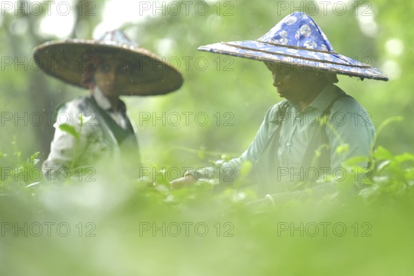 Agartala, Tripura, India, 17-07-2025: Tea garden workers pluck tea leaves during a heavy rain in Durgabari tea garden on the outskirts of Agartala. Photo By-Abhisek Saha