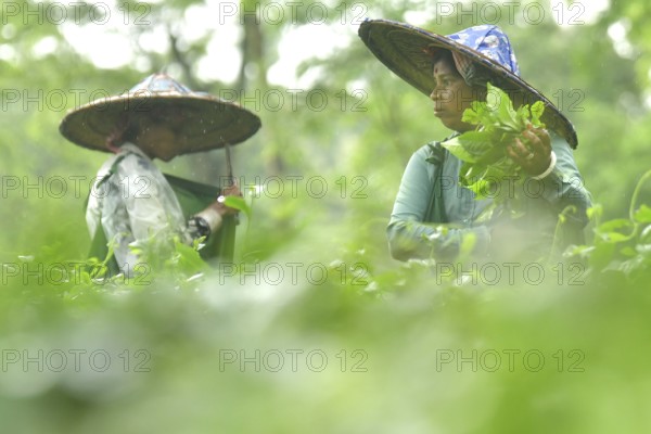 Agartala, Tripura, 17-07-2025: Tea garden workers pluck tea leaves during a heavy rain in Durgabari tea garden on the outskirts of Agartala. Photo By-Abhisek Saha