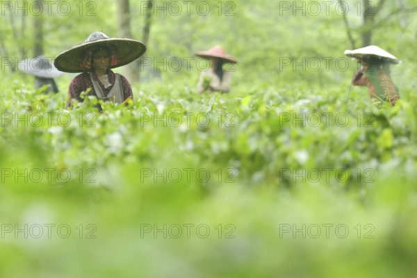 Agartala, Tripura, 17-07-2025: Tea garden workers pluck tea leaves during a heavy rain in Durgabari tea garden on the outskirts of Agartala. Photo By-Abhisek Saha