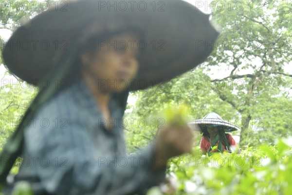 Agartala, Tripura, 17-07-2025: Tea garden workers pluck tea leaves during a heavy rain in Durgabari tea garden on the outskirts of Agartala. Photo By-Abhisek Saha