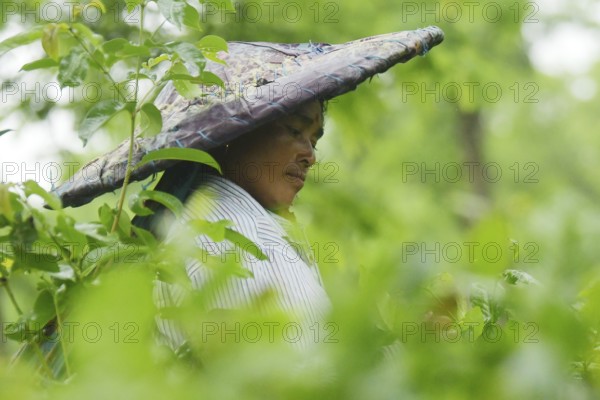 Agartala, Tripura, India, 17-07-2025: A tea garden worker covered herself with plastic while she plucks tea leaves in a tea garden during a heavy rain in Durgabari tea garden on the outskirts of Agartala, capital of the Northeastern state of Tripura, India. Photo By-Abhisek Saha
