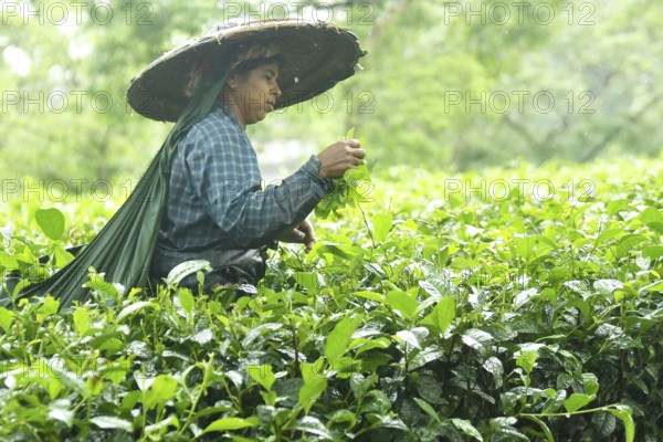 Agartala, Tripura, India, 17-07-2025: A tea garden worker covered herself with plastic while she plucks tea leaves in a tea garden during a heavy rain in Durgabari tea garden on the outskirts of Agartala, capital of the Northeastern state of Tripura, India. Photo By-Abhisek Saha
