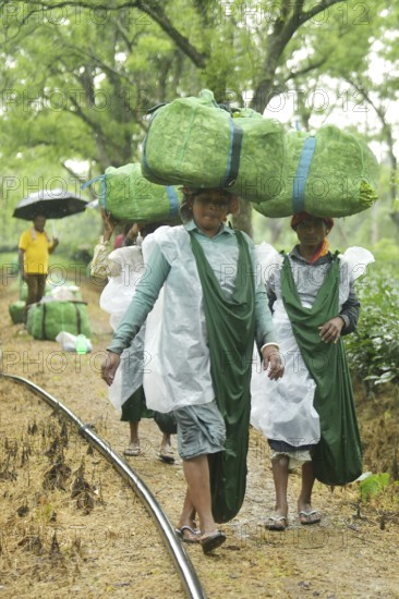 Agartala, Tripura, India, 17-07-2025: Tea garden workers covered themselves with plastic while they were working in a tea garden during a heavy rain in Durgabari tea garden on the outskirts of Agartala. Photo By-Abhisek Saha