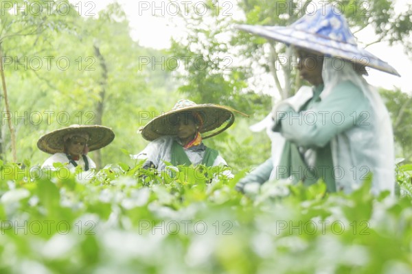 Agartala, Tripura, India, 17-07-2025: Tea garden workers covered themselves with plastic while they were working in a tea garden during a heavy rain in Durgabari tea garden on the outskirts of Agartala. Photo By-Abhisek Saha