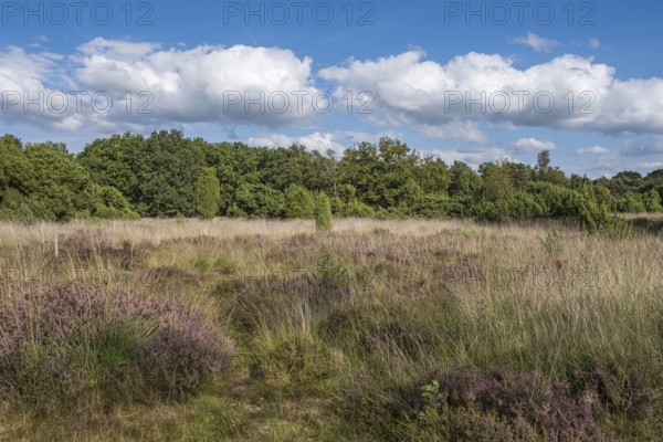 Buurserzand nature reserve, province of Oberjissel, Haaksbergen, Netherlands