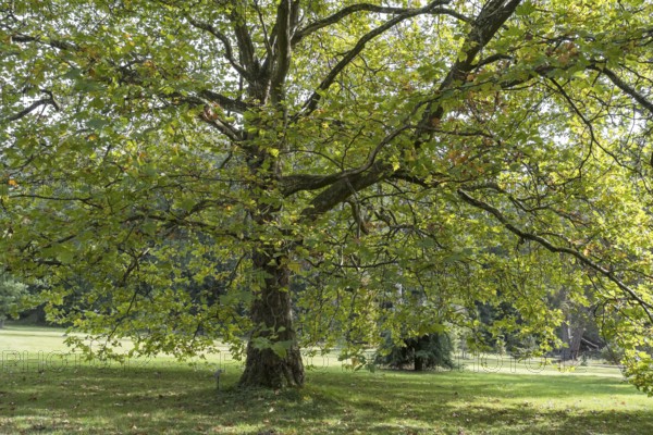Oriental plane tree (Platanus orientalis), Arboretum Poortbulten, De Lutte, province of Overijssel, Netherlands
