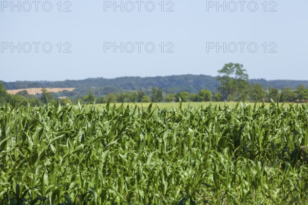 Cornfield, Landscape, Lauterbach, Putbus, Island of Rügen, Mecklenburg-Western Pomerania, Germany