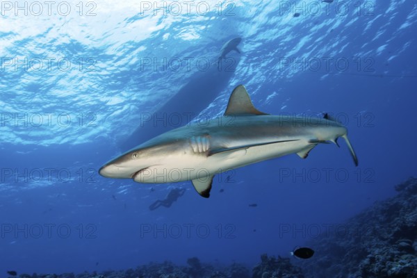 Underwater photo of large Grey reef shark (Carcharhinus amblyrhynchos) swimming under dive boat, in the background divers underwater, tropical seas, Indian Ocean, Indo-Pacific, Pacific Ocean