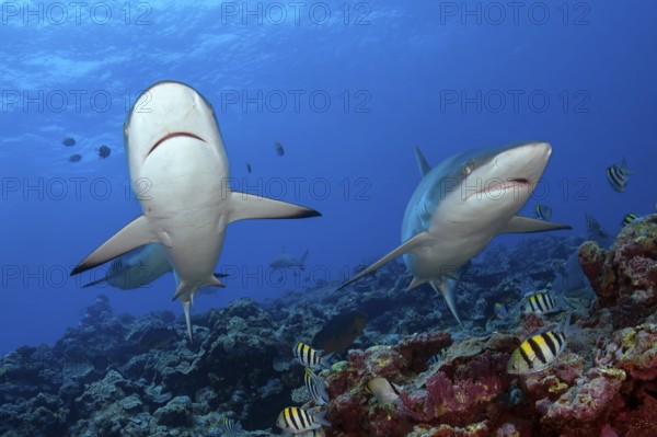 Underwater photo of two Grey reef sharks (Carcharhinus amblyrhynchos) swimming Grey reef shark swimming over reef edge edge of tropical coral reef at up to 8850 m deep Yap Trench in western Pacific Ocean turns directly in front of viewer, Pacific Ocean, Yap Island, Yap State, Caroline Islands, FSM, Federated States of Micronesia, Australia, Oceania