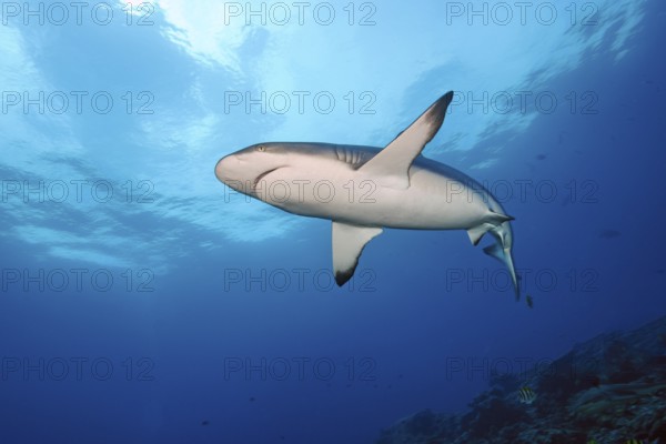 Underwater photo of Grey reef shark (Carcharhinus amblyrhynchos) swimming over reef edge edge of tropical coral reef, above sea surface from below with slight wave action, tropical seas, Red Sea, Indian Ocean, Indo-Pacific, Pacific Ocean