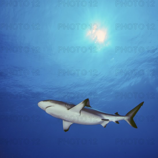 Underwater photo of Grey reef shark swimming through blue water sea, above sun sun rays and wave movement, tropical seas, Red Sea, Indian Ocean, Indo-Pacific, Pacific Ocean