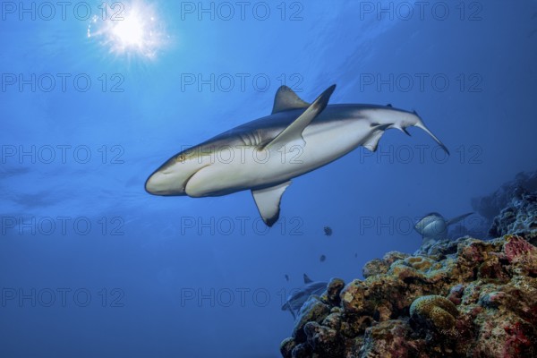 Underwater photo of Grey reef shark (Carcharhinus amblyrhynchos) swimming over reef edge edge of tropical coral reef turns directly in front of viewer, tropical seas, Red Sea, Indian Ocean, Indo-Pacific, Pacific Ocean