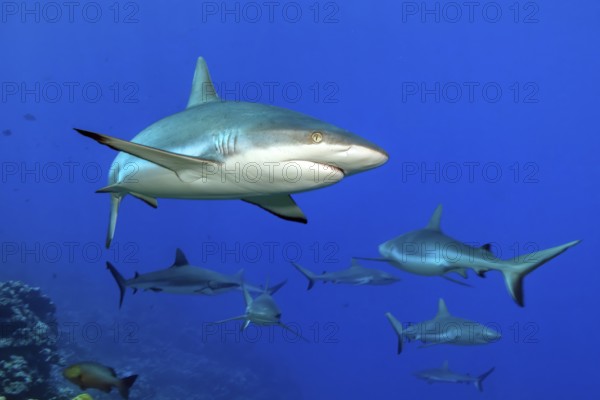 Underwater photo of group of grey reef sharks (Carcharhinus amblyrhynchos) Grey reef shark swimming with spread fins shark fins shark fins towards observer very close to observer, tropical seas, Indian Ocean, Indo-Pacific, Pacific Ocean