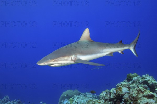 Underwater photo of Grey reef shark (Carcharhinus amblyrhynchos) swimming over reef edge edge of tropical coral reef at up to 8850 m deep Yap Trench in western Pacific Ocean turns directly in front of viewer, Pacific Ocean, Yap Island, Yap State, Caroline Islands, FSM, Federated States of Micronesia, Australia, Oceania