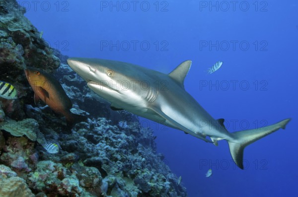 Underwater photo of large specimen of great Grey reef shark (Carcharhinus amblyrhynchos) swimming along reef edge edge of tropical coral reef at up to 8850 m deep Yap Trench in western Pacific Ocean directly past viewer, Pacific Ocean, Yap Island, Yap State, Caroline Islands, FSM, Federated States of Micronesia, Australia, Oceania