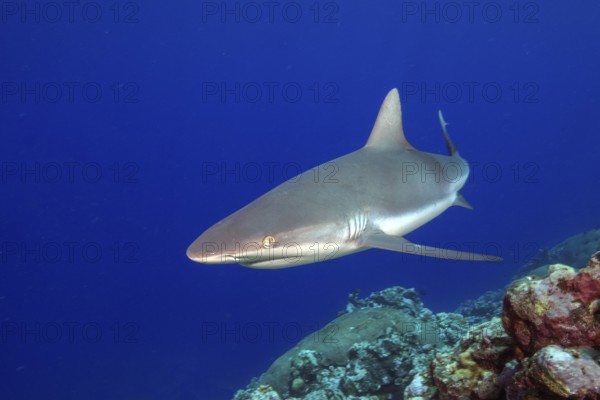 Underwater photo of Grey reef shark (Carcharhinus amblyrhynchos) swimming over reef edge edge of tropical coral reef at up to 8850 m deep Yap Trench in western Pacific Ocean turns directly in front of viewer, Pacific Ocean, Yap Island, Yap State, Caroline Islands, FSM, Federated States of Micronesia, Australia, Oceania