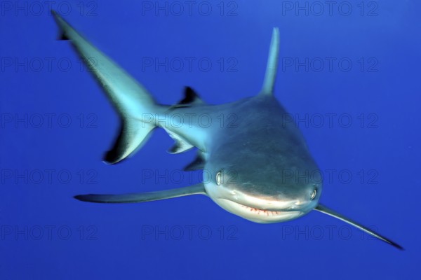Underwater photo of large Grey reef shark (Carcharhinus amblyrhynchos) shows aggressive behaviour swims with spread pectoral fins slightly open mouth mock attack directly towards viewer, tropical seas, Red Sea, Indian Ocean, Indo-Pacific, Pacific Ocean