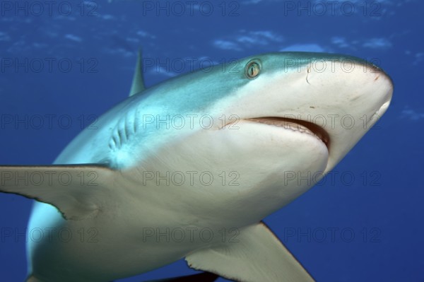 Underwater photo of close-up of Grey reef shark (Carcharhinus amblyrhynchos) swimming with spread fins slightly open mouth very close to directly in front of viewer, tropical seas, Red Sea, Indian Ocean, Indo-Pacific, Pacific Ocean