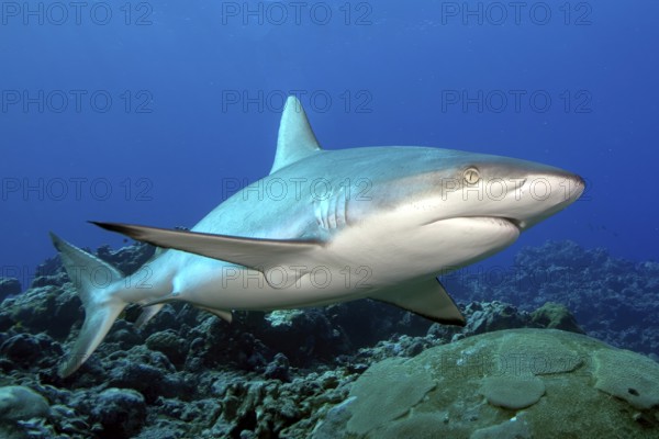Underwater photo of large specimen of great Grey reef shark (Carcharhinus amblyrhynchos) swimming over reef edge edge of tropical coral reef at up to 8850 m deep Yap Trench in western Pacific Ocean directly past viewer, Pacific Ocean, Yap Island, Yap State, Caroline Islands, FSM, Federated States of Micronesia, Australia, Oceania