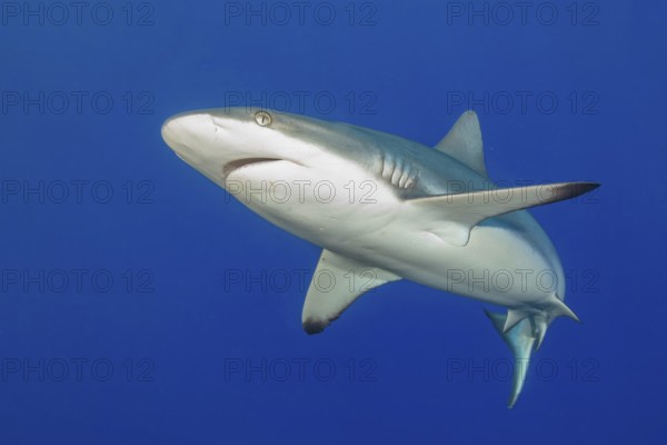 Underwater photo of Grey reef shark (Carcharhinus amblyrhynchos) swimming with spread fins slightly open mouth close to viewer, cropped, tropical seas, Red Sea, Indian Ocean, Indo-Pacific, Pacific Ocean