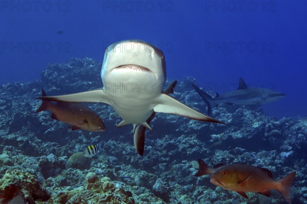 Underwater photo of Grey reef shark (Carcharhinus amblyrhynchos) swimming with spread fins slightly open mouth with visible teeth over tropical coral reef directly towards viewer, tropical seas, Red Sea, Indian Ocean, Indo-Pacific, Pacific Ocean