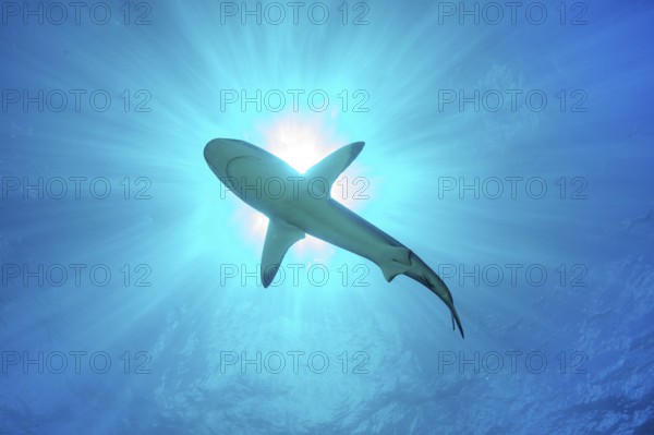 Underwater photo of view from depth to sea surface on underside of Grey reef shark swimming through sunspot sunlight over past viewer through blue water sea, above sun rays, tropical seas, Red Sea, Indian Ocean, Indo-Pacific, Pacific Ocean