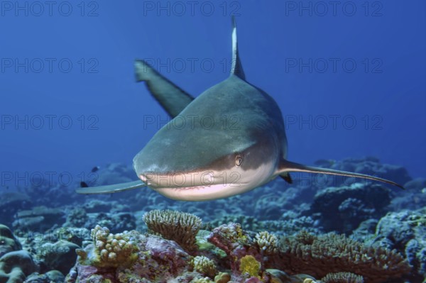 Underwater photo of large blacktip reef shark (Carcharhinus melanopterus) Blacktip reef shark shows aggressive behaviour swims with spread pectoral fins slightly open mouth mock attack directly towards viewer, Pacific Ocean, Yap Island, Yap State, Caroline Islands, FSM, Federated States of Micronesia, Australia, Oceania