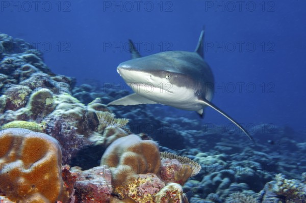 Blacktip reef shark (Carcharhinus melanopterus) Blacktip reef shark swimming with spread fins Shark fins searching for prey through coral reef, Pacific Ocean, Yap Island, Yap State, Caroline Islands, FSM, Federated States of Micronesia, Australia, Oceania