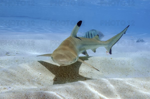 Juvenile blacktip reef shark (Carcharhinus melanopterus) swimming over sand in shallow lagoon off Maldives Island, Indian Ocean, Maldives