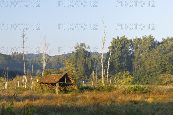 Dilapidated wooden hut in the moor, wet meadow, dead trees, Pfrunger-Burgweiler Ried, Baden-Württemberg, Germany