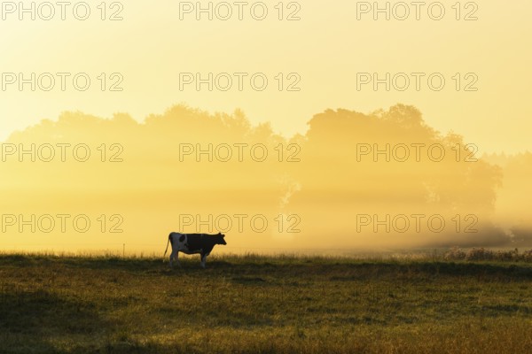 Morning atmosphere over the pasture, fog, domestic cattle (Bos taurus) on the pasture, Pfrunger-Burgweiler Ried, Baden-Württemberg, Germany