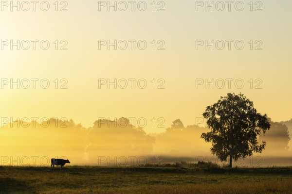 Morning atmosphere over the pasture, fog, domestic cattle (Bos taurus) on the pasture, Pfrunger-Burgweiler Ried, Baden-Württemberg, Germany