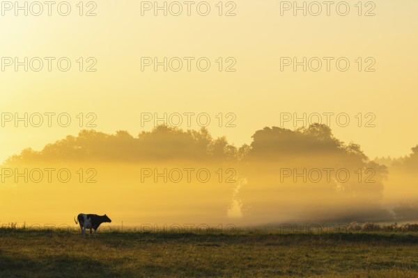 Morning atmosphere over the pasture, fog, domestic cattle (Bos taurus) on the pasture, Pfrunger-Burgweiler Ried, Baden-Württemberg, Germany