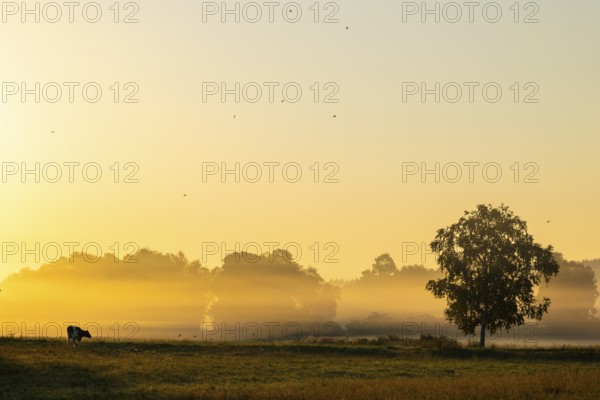 Morning atmosphere over the pasture, fog, domestic cattle (Bos taurus) on the pasture, Pfrunger-Burgweiler Ried, Baden-Württemberg, Germany