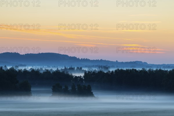 Morning atmosphere in the moor, mixed forest, birch (Betula), birch family (Betulaceae), wet meadow, dawn, fog, Pfrunger-Burgweiler Ried, Baden-Württemberg, Germany