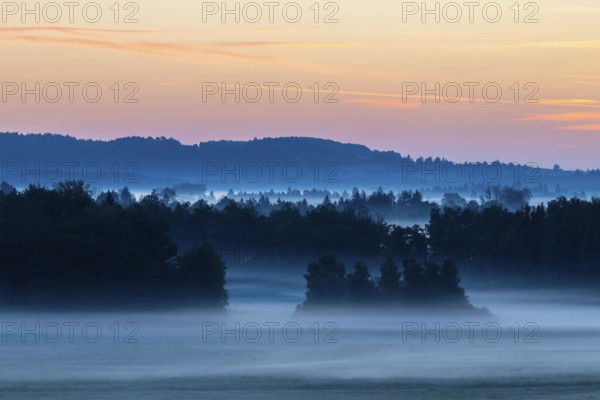 Morning atmosphere in the moor, mixed forest, birch (Betula), birch family (Betulaceae), wet meadow, dawn, fog, Pfrunger-Burgweiler Ried, Baden-Württemberg, Germany
