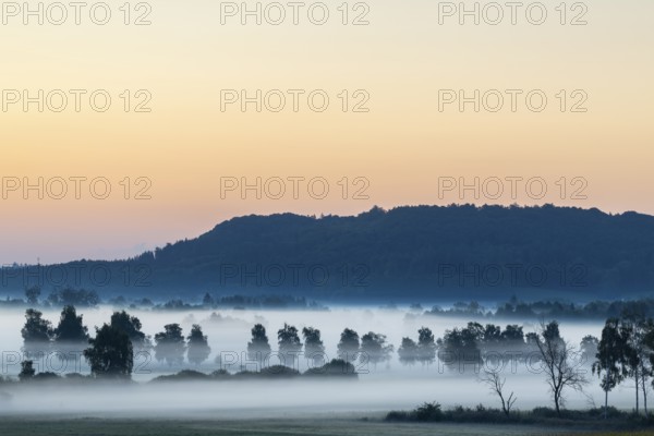 Morning atmosphere in the moor, birch trees (Betula), birch family (Betulaceae), wet meadow, dawn, fog, Pfrunger-Burgweiler Ried, Baden-Württemberg, Germany