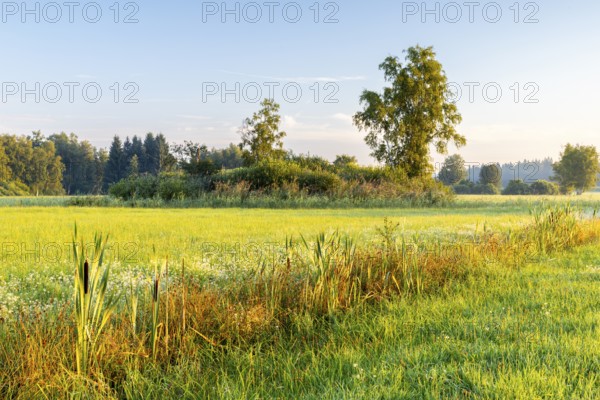Drainage ditch in wet meadow, cattail (Typha), sweet grasses (Poaceae), fog, birch, birch family (Betulaceae), Wilhelmsdorf, Pfrunger-Burgweiler Ried, Baden-Württemberg, Germany