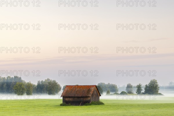 Wooden hut in wet meadow, fog, birch, birch family (Betulaceae), Wilhelmsdorf, Pfrunger-Burgweiler Ried, Baden-Württemberg, Germany