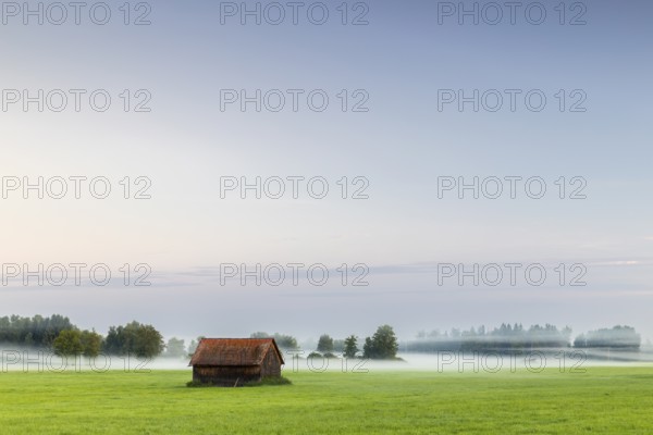 Wooden hut in wet meadow, fog, birch, birch family (Betulaceae), Wilhelmsdorf, Pfrunger-Burgweiler Ried, Baden-Württemberg, Germany