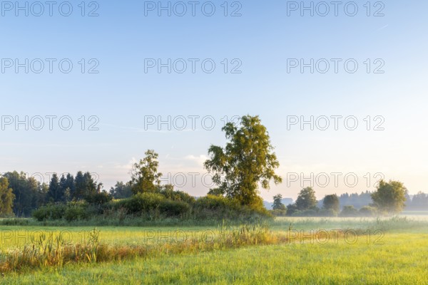 Drainage ditch in wet meadow, cattail (Typha), sweet grasses (Poaceae), fog, birch, birch family (Betulaceae), Wilhelmsdorf, Pfrunger-Burgweiler Ried, Baden-Württemberg, Germany