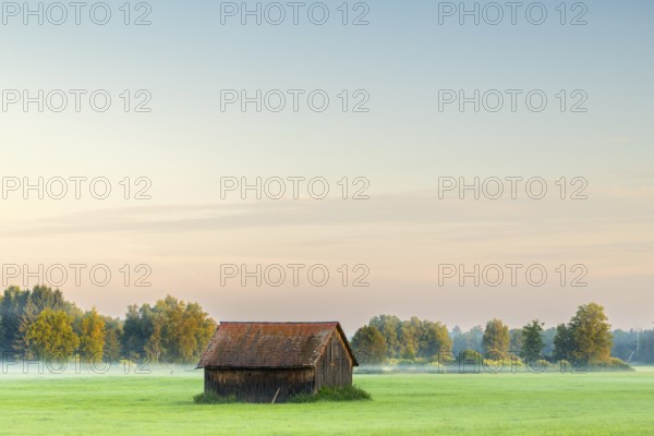 Wooden hut in wet meadow, fog, birch, birch family (Betulaceae), Wilhelmsdorf, Pfrunger-Burgweiler Ried, Baden-Württemberg, Germany