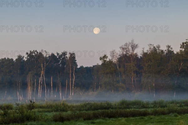 Morning atmosphere in the moor, full moon over the forest, fog, birch (Betula), birch family (Betulaceae), Pfrunger-Burgweiler Ried, Baden-Württemberg, Germany
