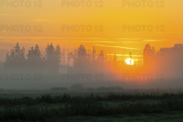 Morning atmosphere in the moor, mixed forest, sunrise, dawn, fog, Pfrunger-Burgweiler Ried, Baden-Württemberg, Germany