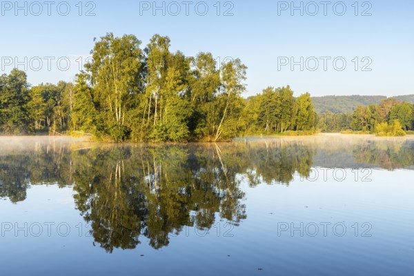Nillsee, moorland lake, birch trees on an island, birch trees (Betula), birch family (Betulaceae), morning mood, Wilhelmsdorf, Pfrunger-Burgweiler Ried, Baden-Württemberg, Germany