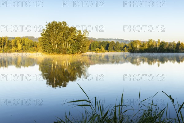 Nillsee, moorland lake, birch trees on an island, birch trees (Betula), birch family (Betulaceae), morning mood, Wilhelmsdorf, Pfrunger-Burgweiler Ried, Baden-Württemberg, Germany
