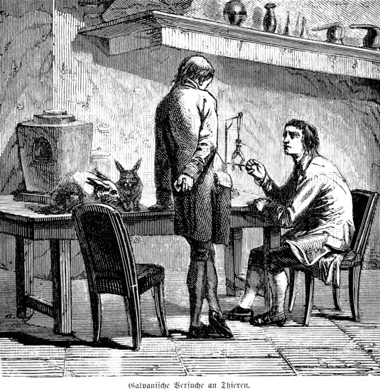 Galvanic experiments on animals, galvanic electricity, rabbit, laboratory, electroplating, animal experiments, table, chair, two men, inventions in the 18th century, technology, industry, historical illustration 1872, Germany
