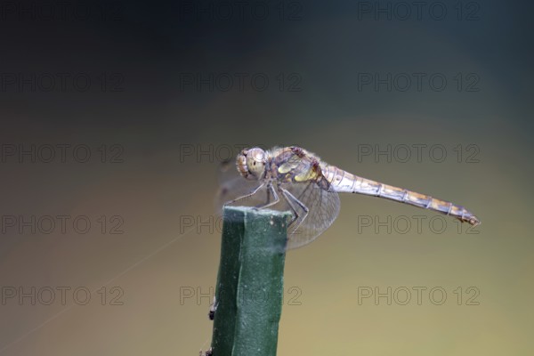 Vagrant darter (Sympetrum vulgatum), female, macro, Germany, The dragonfly sits on a green stick