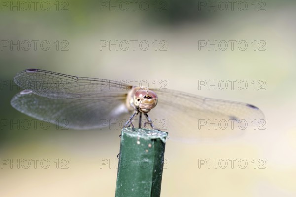 Vagrant darter (Sympetrum vulgatum), female, from the front, macro, Germany, front view of a dragonfly with its compound eyes