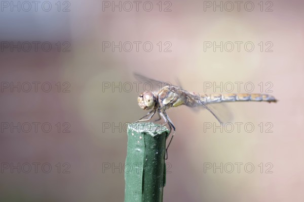 Vagrant darter (Sympetrum vulgatum), female, macro, colourful, Germany